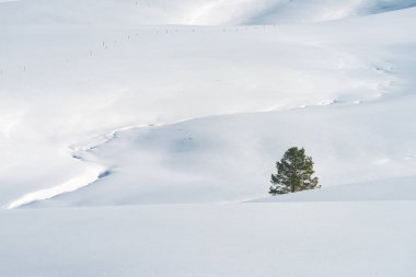 Sırbistan 'ın Zlatibor kentinde güneşli bir günde, kışın, boş tepe manzarasında yapayalnız kalan çam ağacı