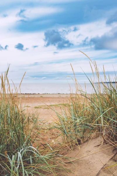 Пляж Halmstad West Трава Песчаном Берегу Каттегатского Моря Пасмурный Летний — стоковое фото