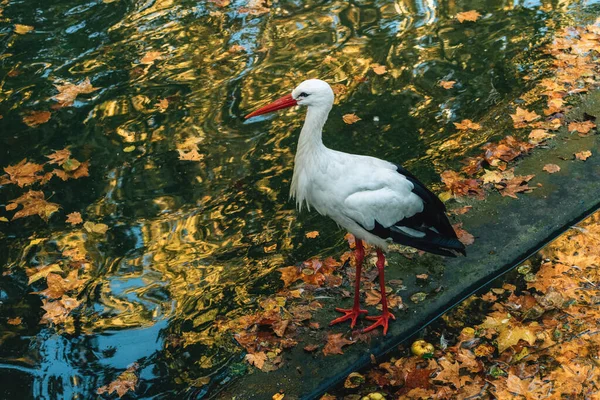 White Stork Ciconia Ciconia Bird Pond Selective Focus — Stock Photo, Image