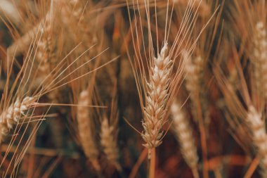 Tarım tarlalarında yetişmiş buğday hasadı hasada hazır, seçici odaklanma
