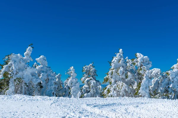 Naalddennenboom Bedekt Met Sneeuw Winter Berg Zlatibor Zonnige Dag — Stockfoto