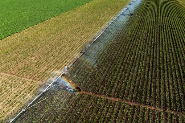Aerial View Irrigation System Corn Sprout Field Sunny Summer Day — Stock Photo, Image