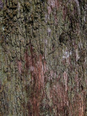 Green moss on evergreen tree trunk crust as background