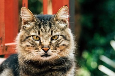 Güzel evcil kedi (Felis catus) arka bahçede, seçici odak