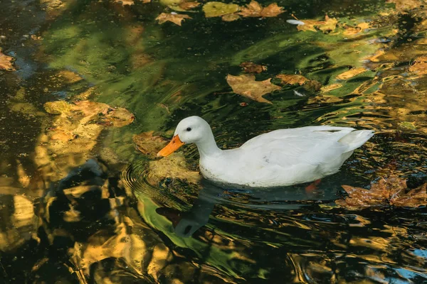 German Pekin White Duck Swimming Pond Selective Focus — Stock Photo, Image