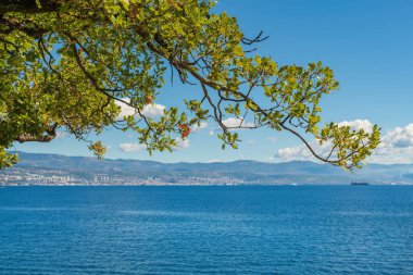Oak tree branch at seaside at Croatian Kvarner gulf of Adriatic sea, selective focus