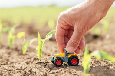 Male farmer hand holding miniature die cast tractor model toy in corn field, close up with selective focus clipart