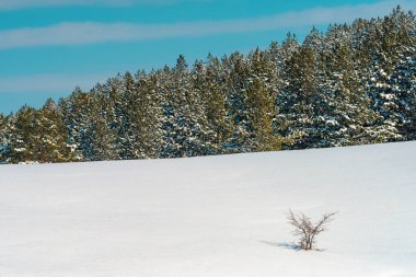 Kış mevsiminde Zlatibor Dağı 'nda kar altında çam ormanları