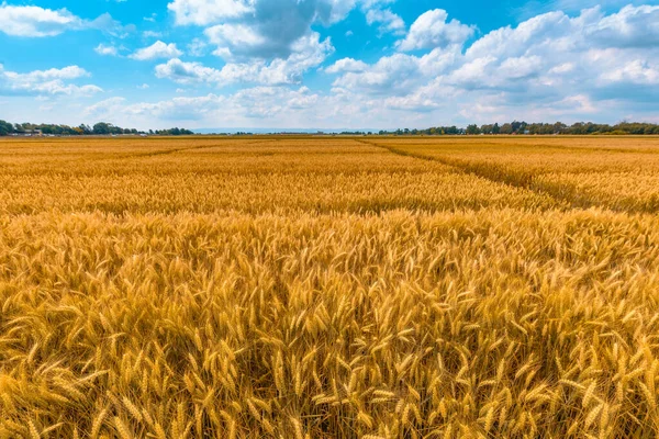 Ripe Wheat Crop Field Summer Ready Harvest Selective Focus — kuvapankkivalokuva