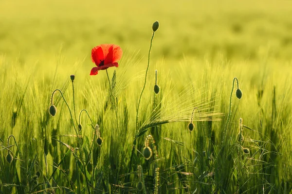 Papaver Rhoeas Red Poppy Flower Cultivated Barley Crop Field Sunset — Stock Photo, Image