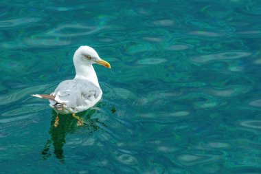 European seagull floating on Adriatic sea water in Kvarner gulf, selective focus