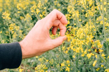 Farmer finger kicking insect pest of his blooming rapeseed crops, selective focus