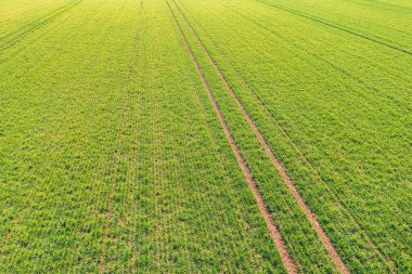 Aerial view of green wheat crop seedling field from drone pov