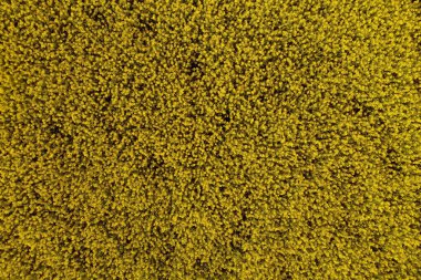 Çiçek desenli arka plan olarak İHA pov 'dan açan kolza tohumu ekimi planının üst görünümü, doğrudan