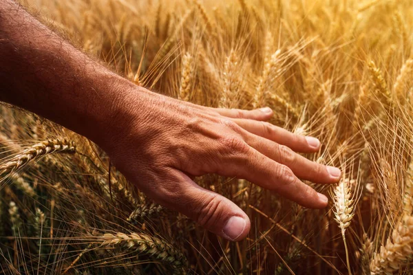 农业工人在耕地中检查成熟的小麦穗 男性手摸作物的特写 有选择地集中注意 — 图库照片