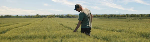Agronomist Examining Barley Crops Agricultural Field Middle Aged Agronomist Wearing — Stock Photo, Image