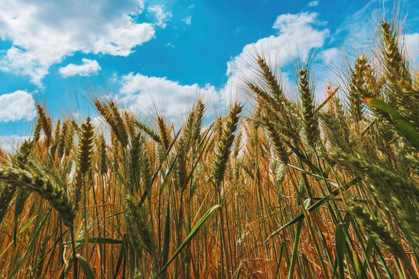 未成熟的麦田 背景上有美丽的白云 阳光充足的夏日种植谷类作物 — 图库照片