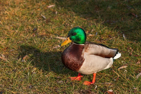 Male Mallard Duck Grass Lawn Selective Focus — Stock Photo, Image