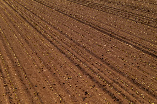 Aerial View Corn Maize Crop Sprouts Cultivated Agricultural Field Drone — Stock Photo, Image