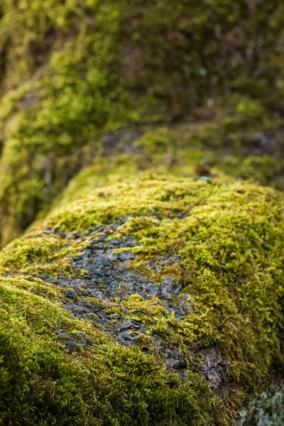 Musgo Verde Creciendo Una Rama Árbol Viejo Enfoque Selectivo — Foto de Stock