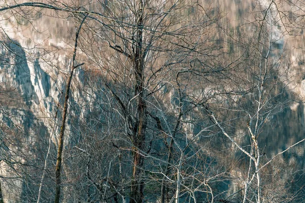 Stare Martwe Drzewo Brzegu Słoweńskiego Jeziora Bohinj Odbiciem Góry Powierzchni — Zdjęcie stockowe