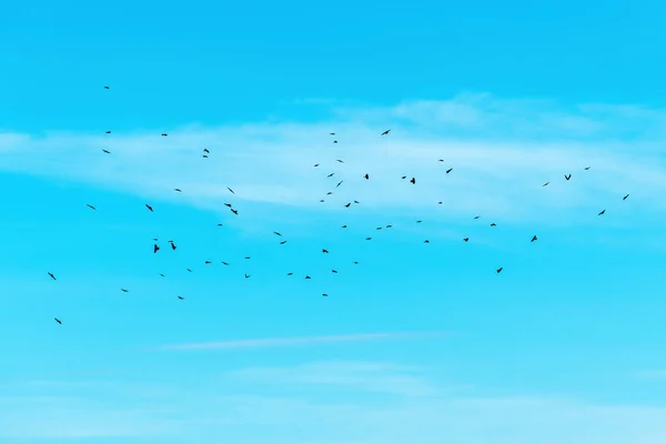 Vogelschar Fliegt Einem Sonnigen Wintermorgen Bei Blauem Himmel — Stockfoto