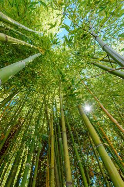 Low angle view of green bamboo plant in summer, selective focus