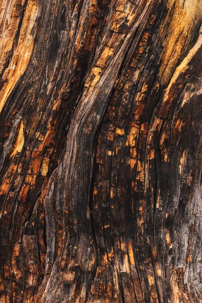 小孔洞老树干的背景结构 — 图库照片