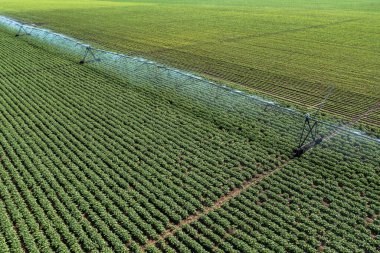 Aerial shot of irrigation sprinklers in cultivated potato plantation from drone pov, high angle view