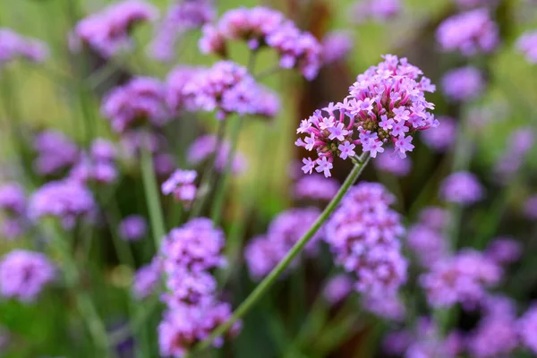 Purpletop Eisblume Garten Selektiver Fokus — Stockfoto