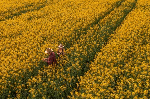 Çiftçinin Hava Görüntüsü Erkek Kadın Çiçek Açan Kolza Tarlasında Çalışıyorlar — Stok fotoğraf