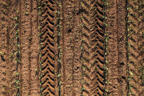Aerial Shot Corn Seedling Field Drone Pov Directly Tractor Tyre — Zdjęcie stockowe