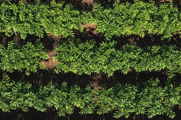 Aerial Shot Potato Plantation Drone Pov Directly Sunny Summer Day — Stok fotoğraf