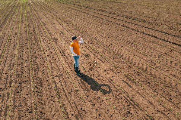 Aerial Shot Female Farmer Standing Corn Sprout Field Examining Crops — Stock fotografie