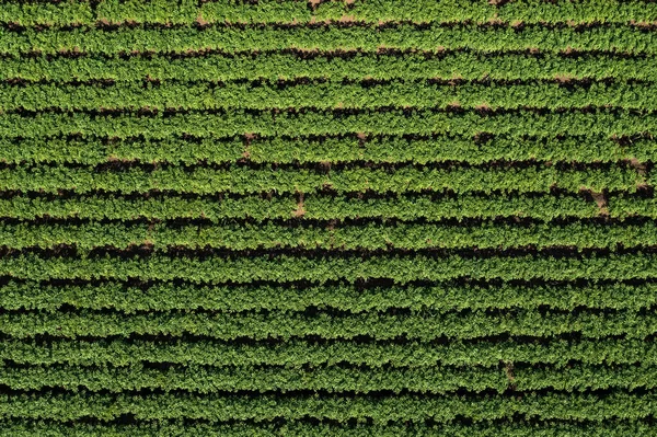 Aerial Shot Potato Plantation Drone Pov Directly Sunny Summer Day — Foto de Stock