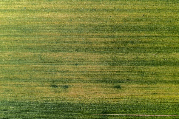 Top View Wheat Grass Field Drone Pov Abstract Agricultural Background — Photo