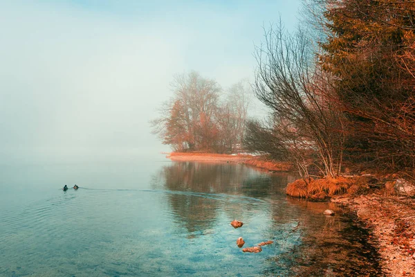 Άγρια Mallard Πάπιες Που Κολυμπούν Καθαρό Παγωμένο Νερό Της Λίμνης — Φωτογραφία Αρχείου