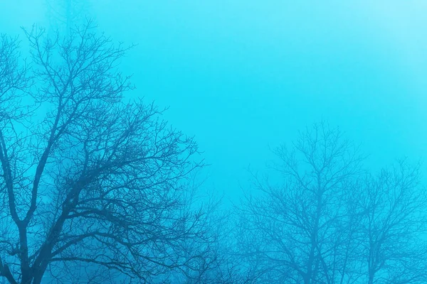 寒い冬の朝に霧の中で木の上と木の枝は コピースペースと不気味な雰囲気の背景として — ストック写真