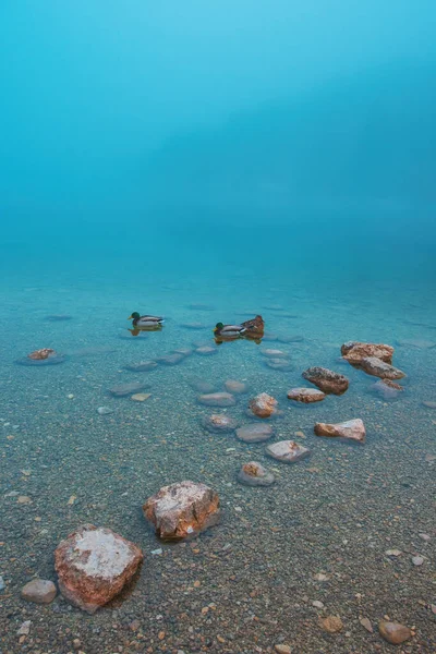 Canards Colverts Sur Lac Bohinj Dans Brume Février Matin Mise — Photo