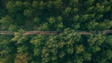 Aerial shot of dirt road through green poplar woodland in summer, top view