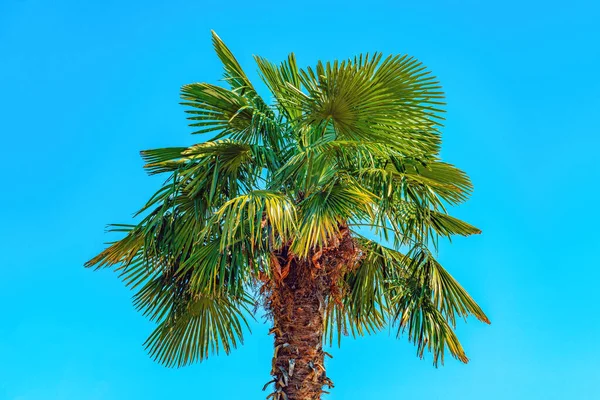 Пальма Зелеными Листьями Фоне Голубого Летнего Неба — стоковое фото