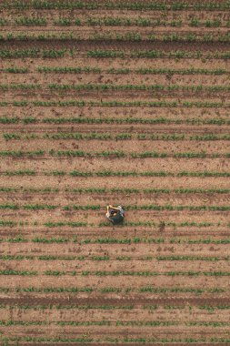 Aerial view of farm worker examining corn sprouts in field, directly above drone pov. Farming and cultivation concept.