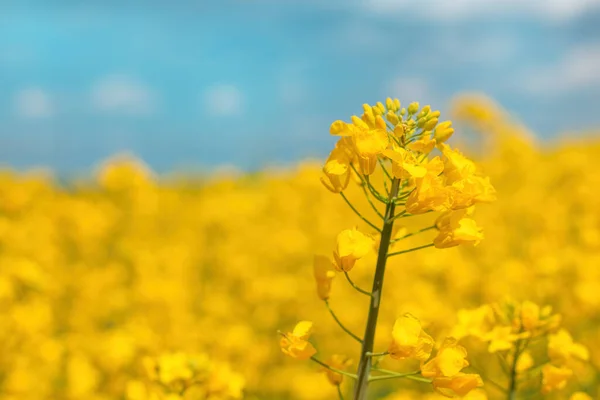 Blooming Yellow Canola Brassica Napus Flower Field Close Selective Focus — Stock Photo, Image