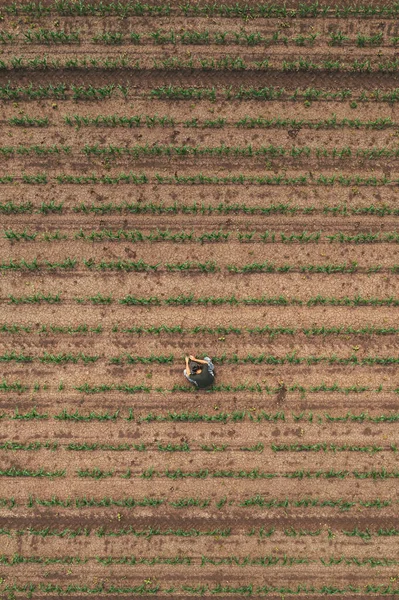 Aerial View Farm Worker Examining Corn Sprouts Field Directly Drone — Foto Stock