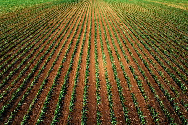 Aerial Shot Green Corn Sprout Field Drone Pov High Angle — Stock Photo, Image