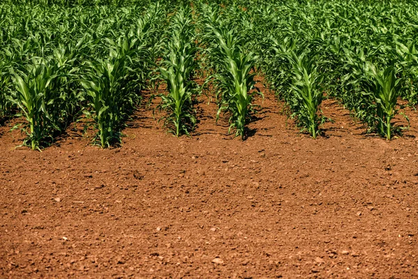 雑草のない完全にきれいな農業プランテーションフィールドで栽培された若い緑のトウモロコシの実生植物 低角度表示選択的な焦点 — ストック写真
