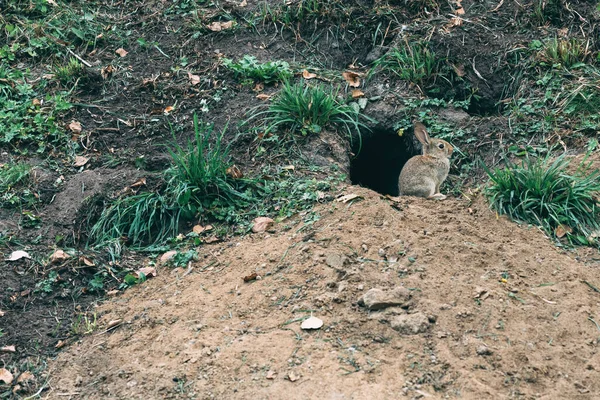 Άγρια Κώνειο Κουνέλι Από Την Τρύπα Στο Φυσικό Περιβάλλον Άγρια — Φωτογραφία Αρχείου