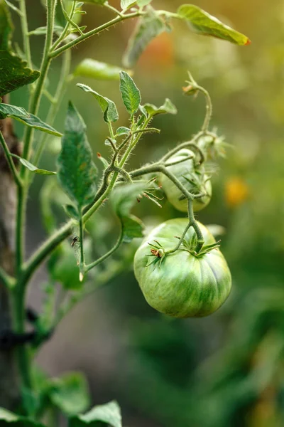 Closeup Green Unripe Homegrown Tomato Fruit Organic Vegetable Garden Selective — 图库照片
