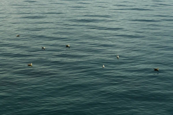 Sept Mouettes Flottant Surface Eau Mer Adriatique Par Temps Couvert — Photo