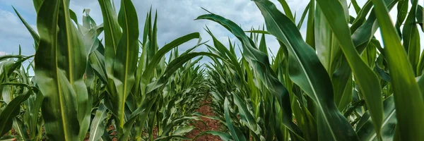 Maïsplantage Jonge Groene Maïsgewassen Beteeld Veld Afnemend Perspectief — Stockfoto